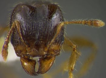 Media type: image;   Entomology 34157 Aspect: head frontal view